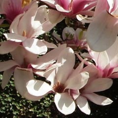 Magnolia 'Jade Lamp' Fidanı 120-140 cm