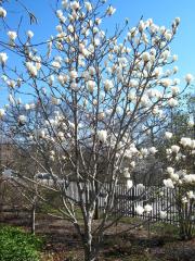 Magnolia 'Jade Lamp' Fidanı 120-140 cm