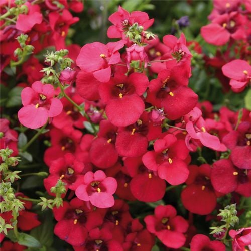 Divara Deep Red Diascia Çiçeği