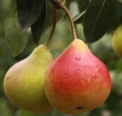 Makas-Pakas Armudu Fidanı 150-200 cm