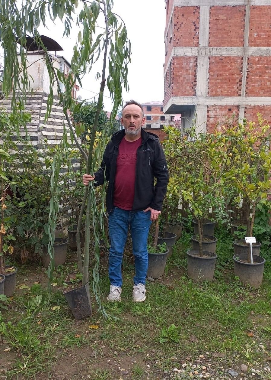 Salkım Söğüt Fidanı 200-250 cm-Gövde Çevresi 10-14 cm