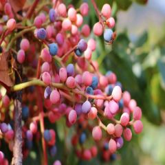 Pistacia Terebinthus Menengiç (Çitlembik) 100-130 cm-Saksıda-Bol Dallı