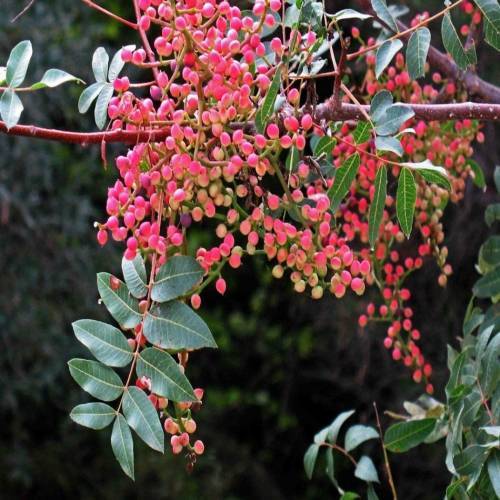 Pistacia Terebinthus Menengiç (Çitlembik) 100-130 cm-Saksıda-Bol Dallı