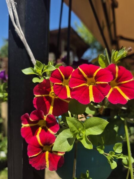 Calibrachoa Çiçeği Milyon Çanlar Çiçeği Askılı Saksıda