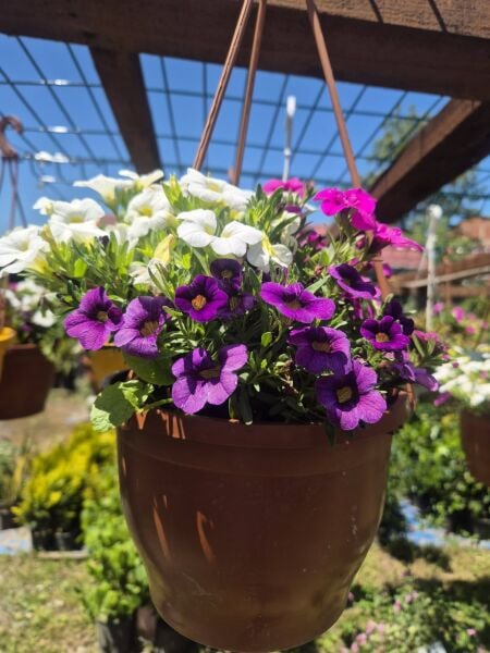 Calibrachoa Çiçeği Milyon Çanlar Çiçeği Askılı Saksıda