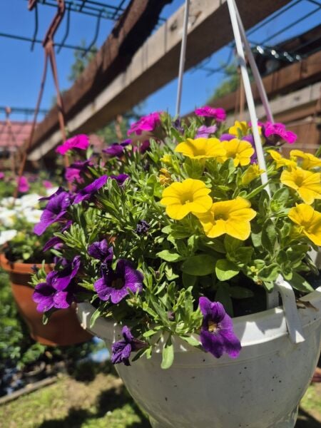 Calibrachoa Çiçeği Milyon Çanlar Çiçeği Askılı Saksıda