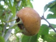 Muşmula (Töngel) Fidanı 7 Yaş-Boy 230 cm-Gövde Çevresi 10-12 cm