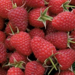 Rubus idaeus-Polka Yediveren Ahududu