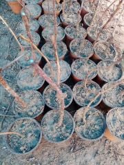 Rubus idaeus-Polka Yediveren Ahududu