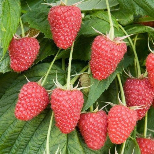 Rubus idaeus-Polka Yediveren Ahududu