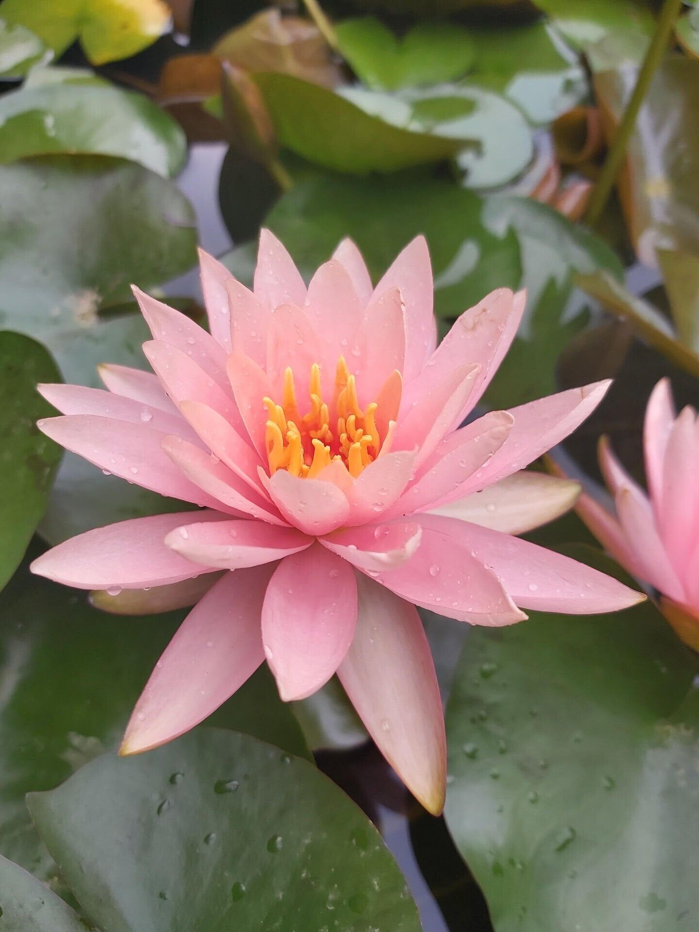 Somon Renkli Nilüfer (Nymphaea Colorado)