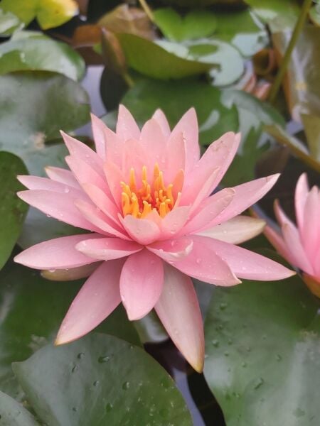 Somon Renkli Nilüfer (Nymphaea Colorado)
