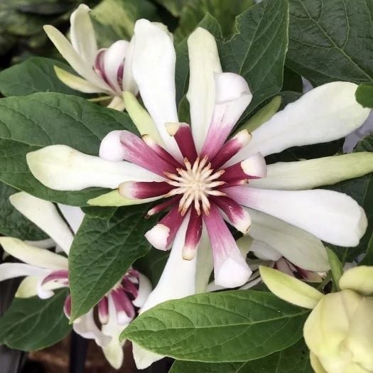 Calycanthus 'Venus' Tatlı Çalı 150 cm Anaç Bitki. Çiçekli