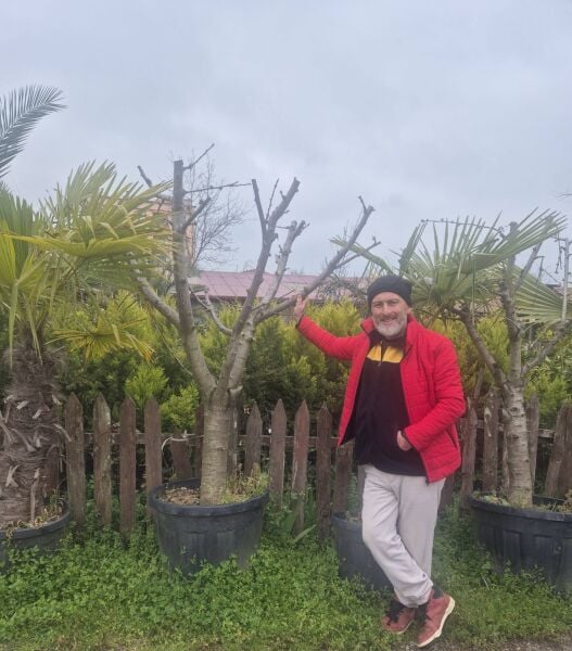 Kiraz Fidanı-15 Yaş-Saksılı-Bol Meyveli