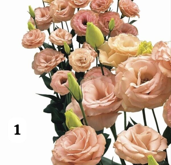 Lisianthus (Eustoma russellianum) 0-15 cm- Gül kurusu rengi