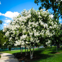 Lagerstroemia indica-Beyaz Çiçekli Oya Ağacı