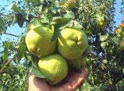 Armut(Deveci Armut)Fidanı-4-5 Yaş--200-230 cm-Saksılı
