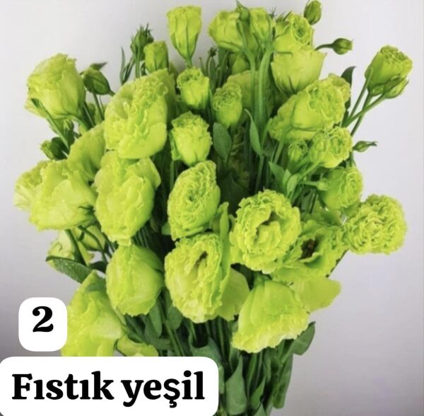 Lisianthus (Eustoma russellianum) 0-15 cm- Fıstık yeşili RENGİ