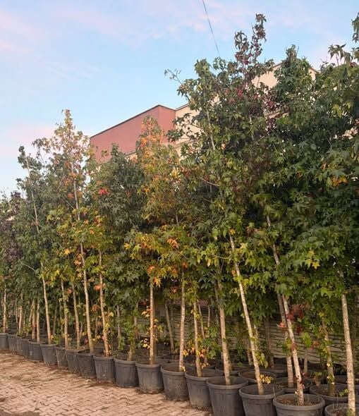 Liquidambar Styraciflua Amerikan Sığlası Fidanı 250 cm-Gövde Çevresi 12-14 cm
