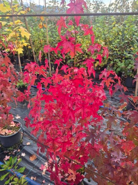 Liquidambar Styraciflua Amerikan Sığlası Fidanı 140-150 cm