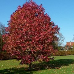 Liquidambar Styraciflua Amerikan Sığlası Fidanı