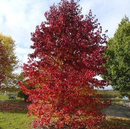 Liquidambar Styraciflua Amerikan Sığlası Fidanı