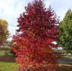 Liquidambar Styraciflua Amerikan Sığlası Fidanı