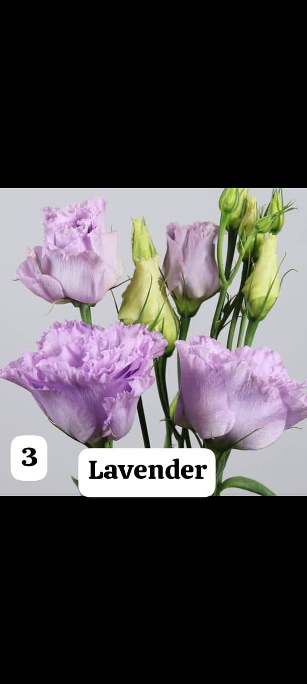 Lisianthus (Eustoma russellianum) 0-15 cm -  Lavander lila rengi