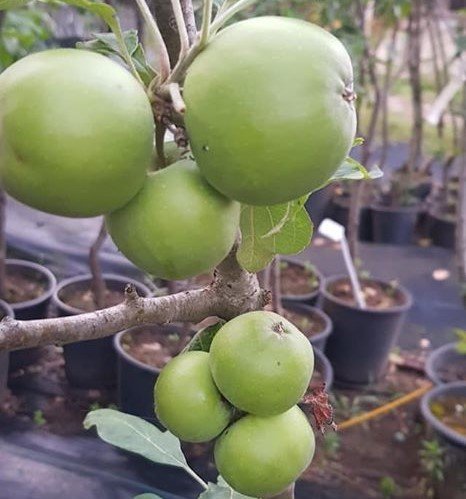 Elma (Granny Smith) Fidanı 7 Yaş--200-250 cm