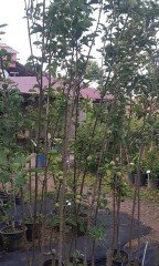 Elma (Granny Smith) Fidanı 7 Yaş--200-250 cm