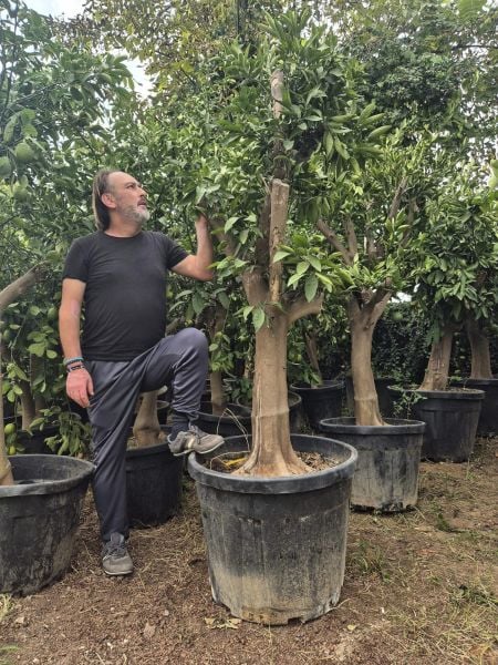 Mandalina Ağacı 25 Yaş-Gövde Çevresi 50 cm