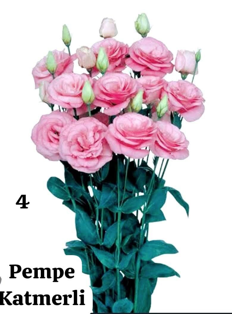 Lisianthus (Eustoma russellianum) 0-15 cm RENGİ PEMBE KATMERLİ