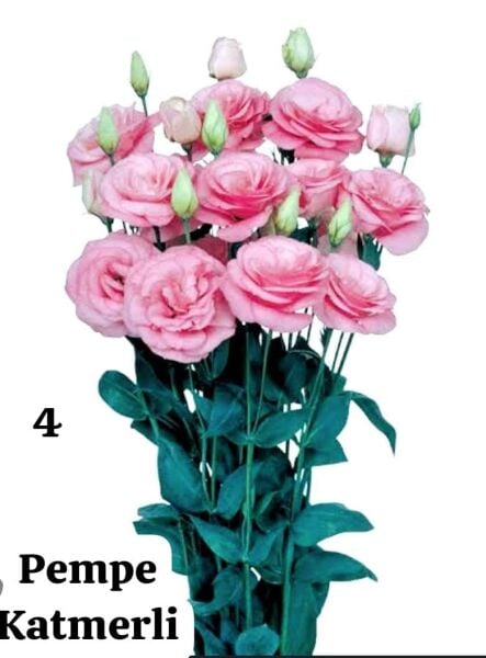 Lisianthus (Eustoma russellianum) 0-15 cm RENGİ PEMBE KATMERLİ