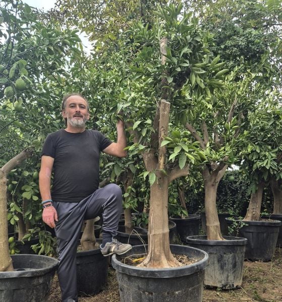 Mandalina Ağacı 25 Yaş-Gövde Çevresi 50 cm