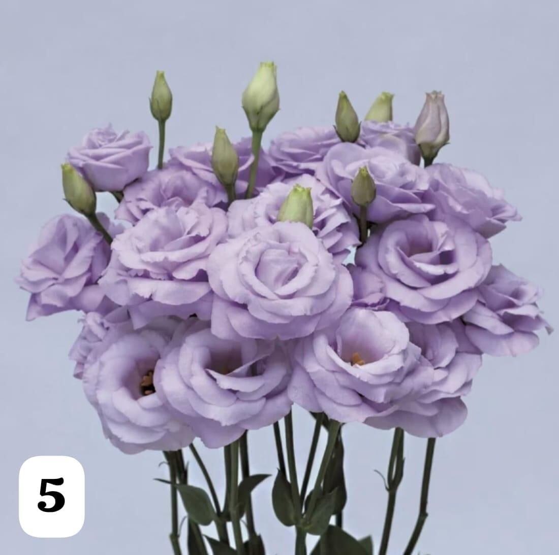 Lisianthus (Eustoma russellianum) 0-15 cm RENGİ LİLA KATMERLİ