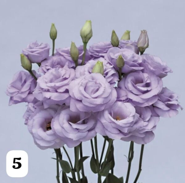 Lisianthus (Eustoma russellianum) 0-15 cm RENGİ LİLA KATMERLİ