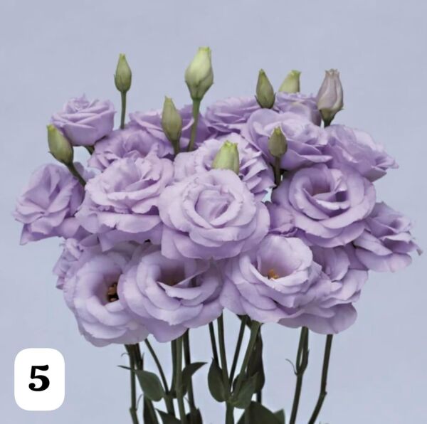 Lisianthus (Eustoma russellianum) 0-15 cm RENGİ LİLA KATMERLİ