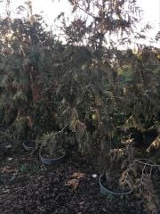 Sarkık Dallı Nutka Yalancı Servisi -Hayalet Ağacı 280-350 cm