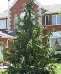 Sarkık Dallı Nutka Yalancı Servisi -Hayalet Ağacı 280-350 cm