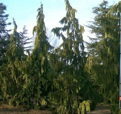 Sarkık Dallı Nutka Yalancı Servisi -Hayalet Ağacı 280-350 cm