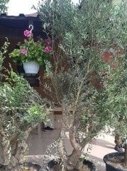 Büyük Yaşlı  Zeytin Ağacı 80 Yaş-Gövde Çapı 70 cm