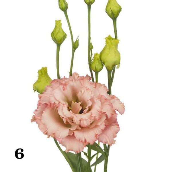 Lisianthus (Eustoma russellianum) 0-15 cm Rengi lavander pembe