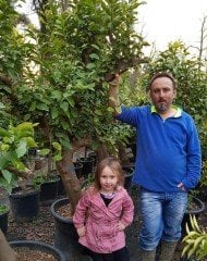 25 Yaş Limon Ağacı-Gövde Çapı 45-55 cm