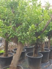 25 Yaş Limon Ağacı-Gövde Çapı 45-55 cm