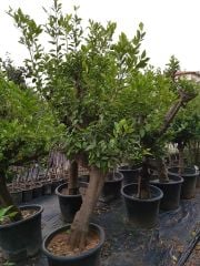 25 Yaş Limon Ağacı-Gövde Çapı 45-55 cm
