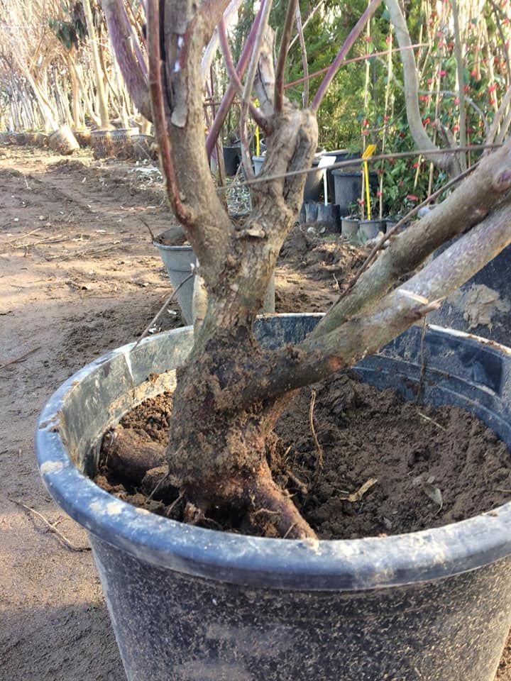 Bonsai Yabani Kızılcık Fidanı 15 Yaş