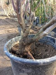 Bonsai Yabani Kızılcık Fidanı 15 Yaş