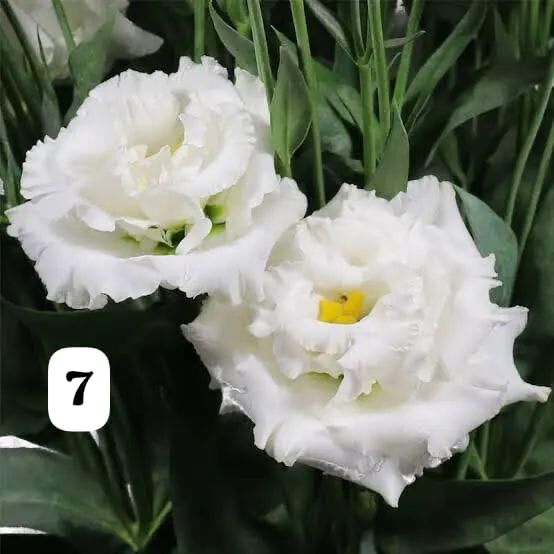 Lisianthus (Eustoma russellianum) 0-15 cm Rengi beyaz