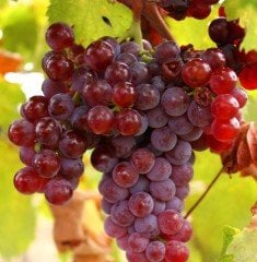 Red Globe Üzüm Fidanı 15 Yaş-Gövde Çevresi 20-25 cm