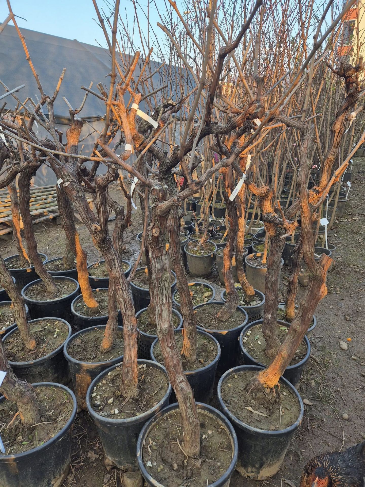 Red Globe Üzüm Fidanı 15 Yaş-Gövde Çevresi 20-25 cm